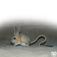 گونه دوپای ویلیامز Williams’s jerboa